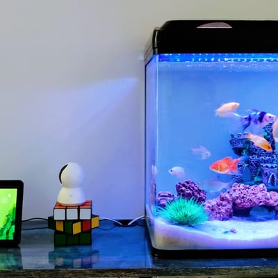 The Ultimate Guide On Clean Fish Tank