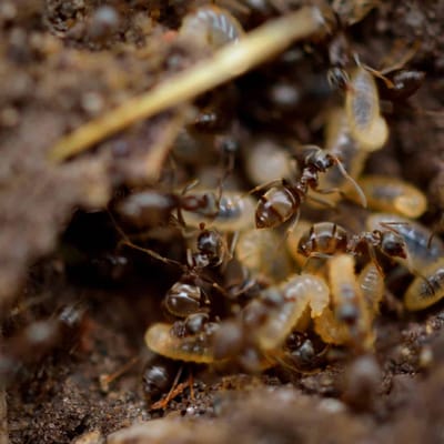 How to Get Rid of Termites in Your Home