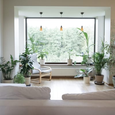 Using Plants to Enhance Feng Shui in your house