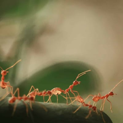 Home remedy to get rid of ants in the house