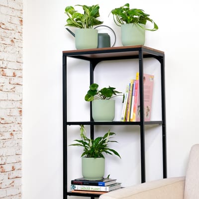 Your Plant Shelf Looks Crowded—Give Every Leaf a Job