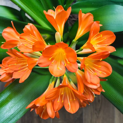 Clivias From Seed - How To Grow them In Your Home Garden