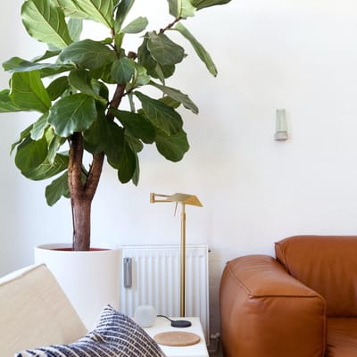 15 Air Purifying House Plants That Make Your Home Beautiful